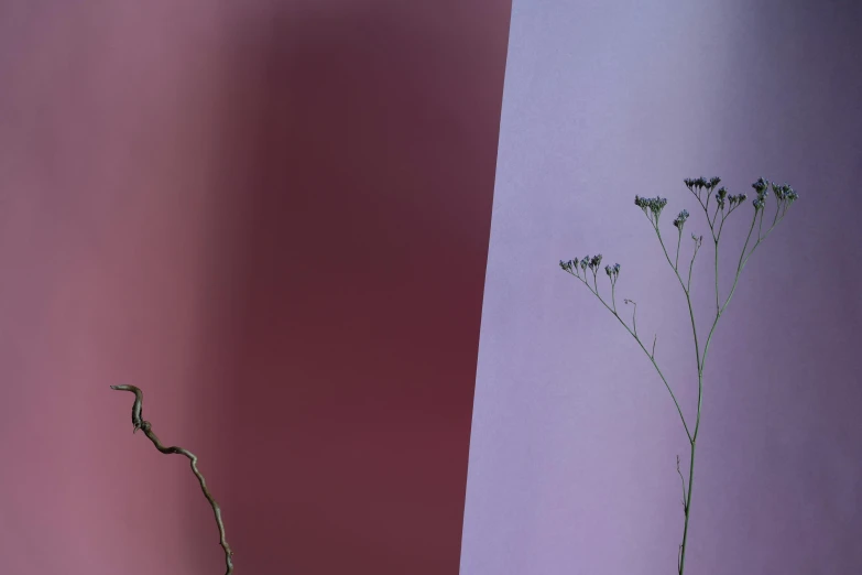 a vase sitting on top of a table next to a wall, inspired by Julian Schnabel, unsplash, postminimalism, mauve background, patches of red grass, shot with sony alpha 1 camera, botanical herbarium paper