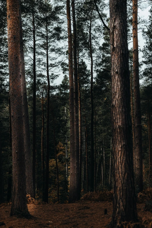 a forest filled with lots of tall trees, a picture, unsplash contest winner, moody evening light, ((trees)), brown, pine