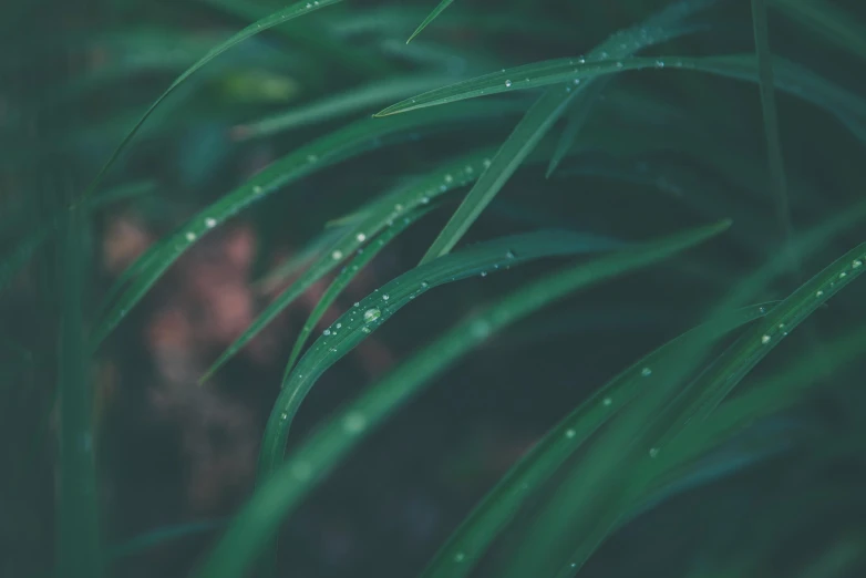 a close up of a plant with water droplets on it, inspired by Elsa Bleda, unsplash, hurufiyya, lush grass, tropical leaves, background image, alessio albi