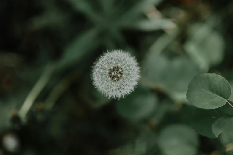 a white flower sitting on top of a lush green field, a macro photograph, pexels contest winner, hurufiyya, circular face, particle, on a gray background, muted green