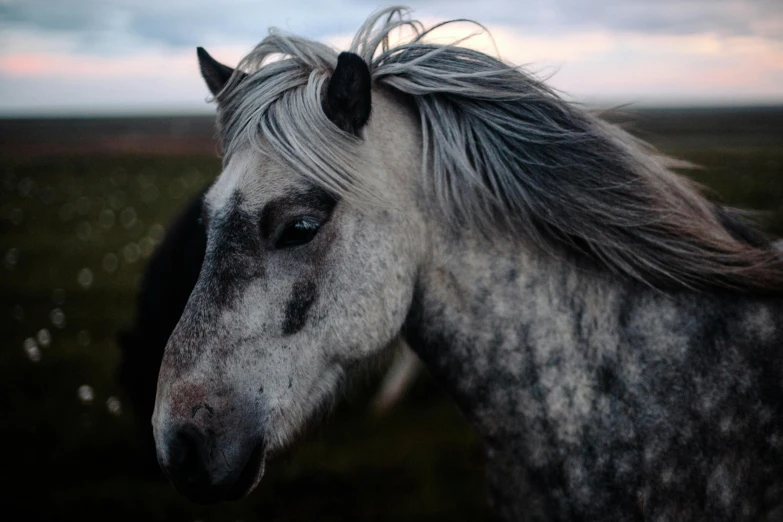 a close up of a horse with a cloudy sky in the background, pexels contest winner, white hair dreads, at twilight, scandinavian, unsplash 4k