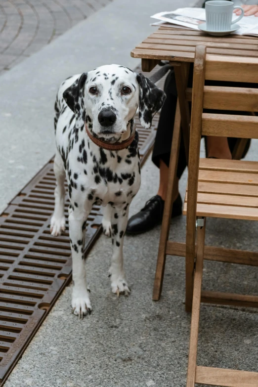 a dalmatian dog standing in front of a table, inspired by Elliott Erwitt, trending on unsplash, renaissance, in a sidewalk cafe, high angle close up shot, sitting on bench, square