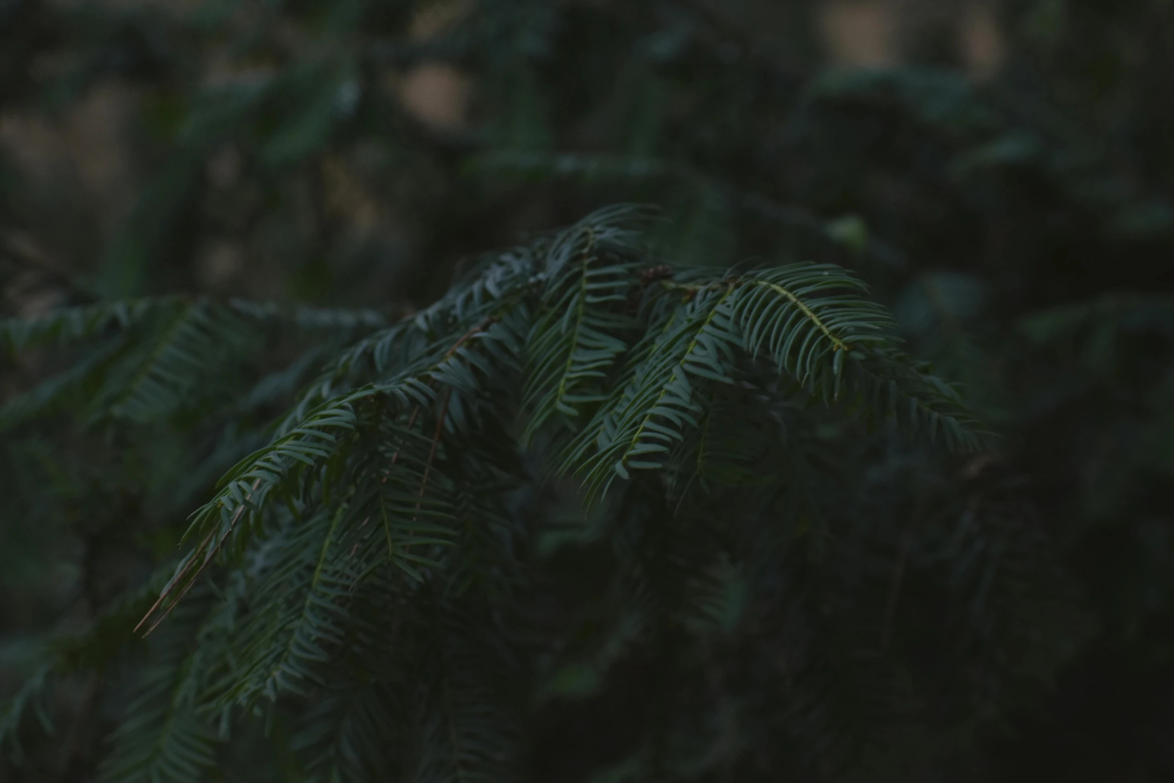 a red fire hydrant sitting on top of a lush green forest, inspired by Elsa Bleda, unsplash contest winner, tonalism, evergreen branches, ( ( dark green, zoomed in shots, black fir