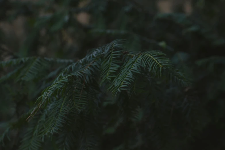 a red fire hydrant sitting on top of a lush green forest, inspired by Elsa Bleda, unsplash contest winner, tonalism, evergreen branches, ( ( dark green, zoomed in shots, black fir