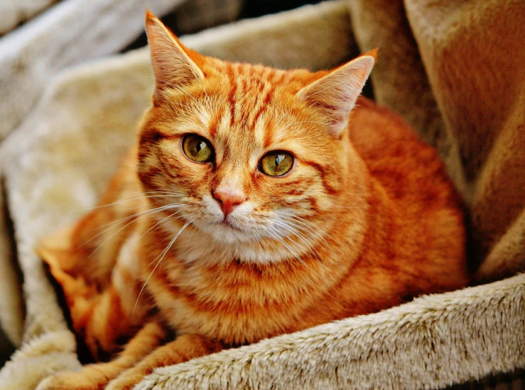 a close up of a cat laying on a bed, a photo, pixabay, orange cat, resting on his throne, in a red dish, proud look