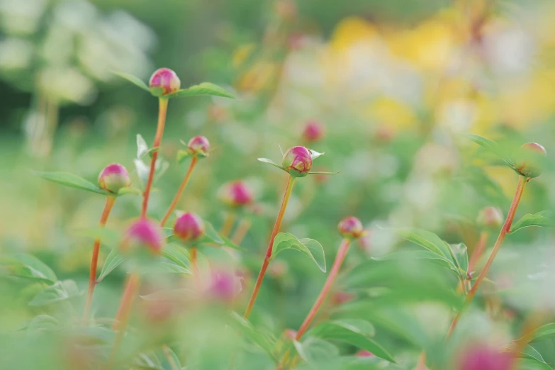 a bunch of pink flowers sitting on top of a lush green field, a picture, by Maeda Masao, unsplash, green magenta and gold, raspberries, sprouting, out - of - focus background