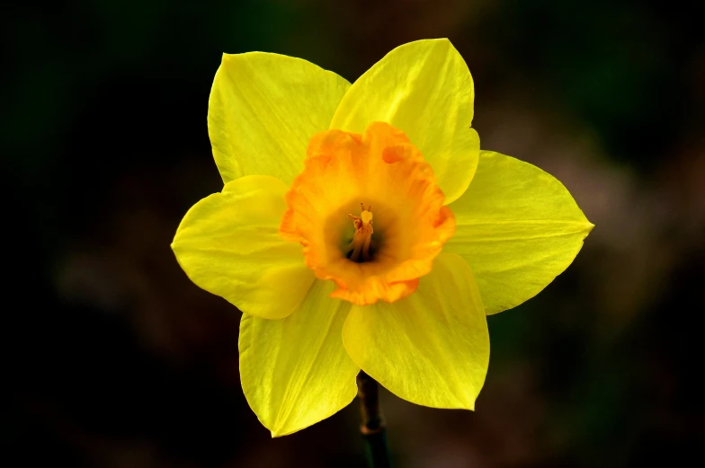 a close up of a yellow flower on a stem, by David Simpson, pexels contest winner, hurufiyya, myth of narcissus, old english, celebration, looking towards camera