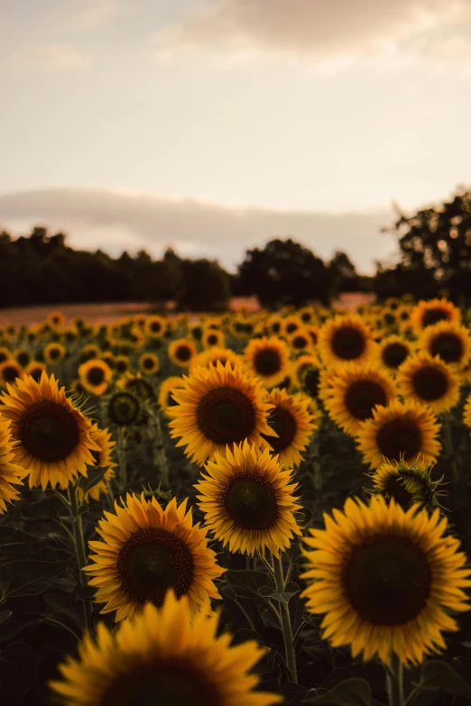 a field of sunflowers under a cloudy sky, a picture, unsplash contest winner, golden hour”, trending on vsco, gold flowers, lights on