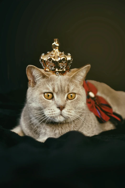 a cat with a crown on its head, an album cover, trending on reddit, getty images, grey, royal robe, taken in the mid 2000s