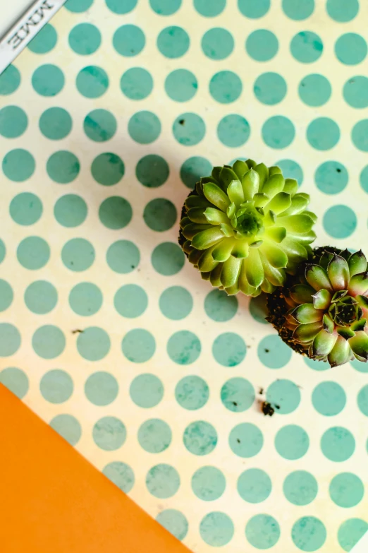 a couple of broccoli sitting on top of a table, by Jessie Algie, trending on unsplash, minimalism, polka dot tables, bromeliads, miniatures, chartreuse and orange and cyan