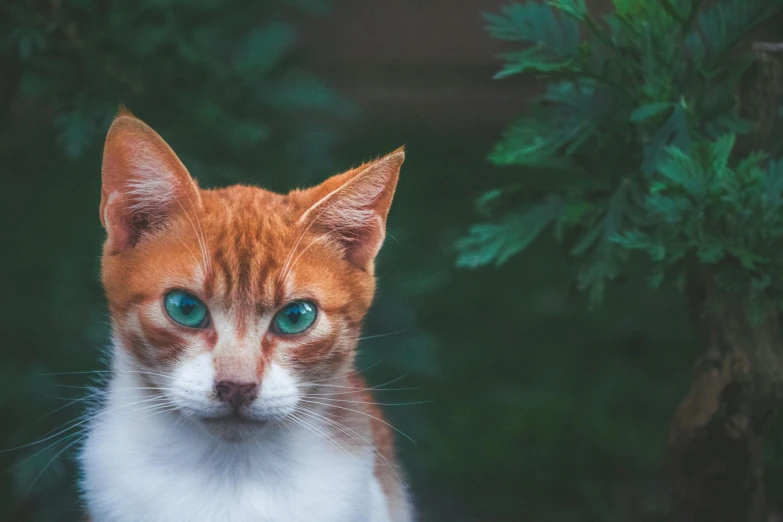 a close up of a cat with blue eyes, by Julia Pishtar, pexels contest winner, orange and teal, cinematic full shot, with red hair and green eyes, unsplash photo contest winner