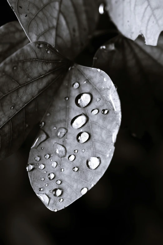 a black and white photo of a leaf with water droplets, unsplash, paul barson, photograph ”, brown, silver