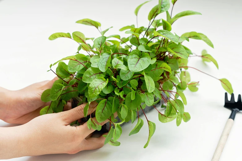 a close up of a person holding a plant, textured base ; product photos, newts, close up iwakura lain, vegetable foliage