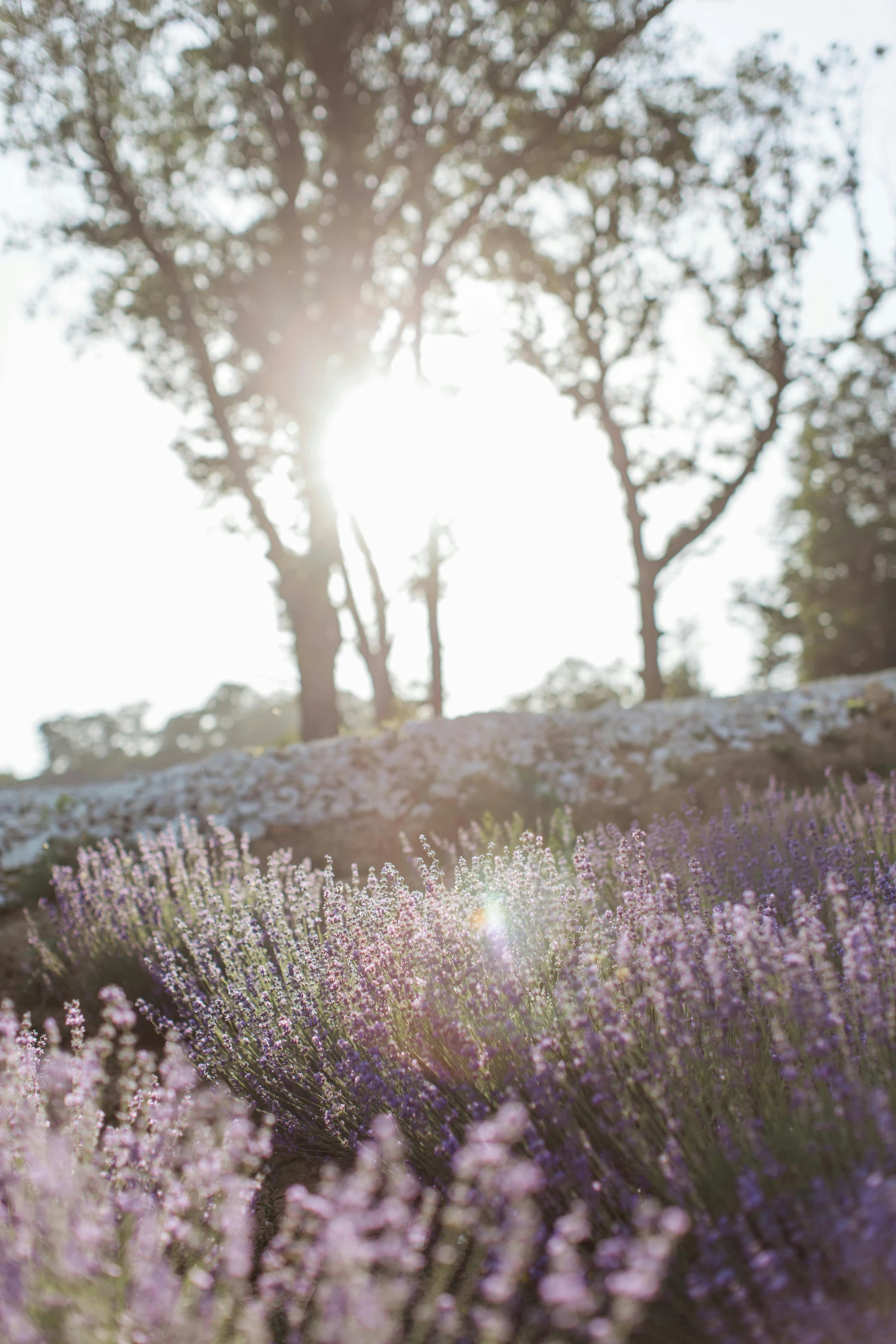 a field of purple flowers with trees in the background, by Elizabeth Durack, unsplash, sunflare, napa, lavender, formal gardens