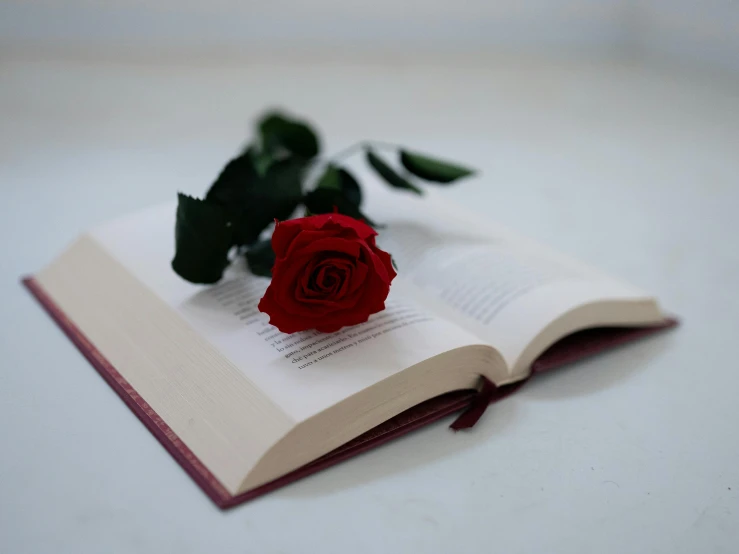 a red rose sitting on top of an open book, on a white table, profile image, thumbnail, unedited