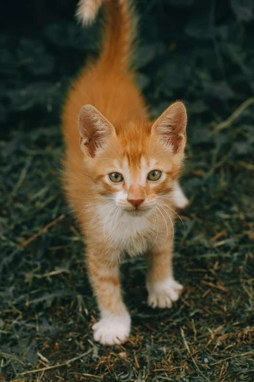 a small orange and white kitten standing in the grass, pexels contest winner, mixed animal, toward to the camera, young male, photo of a cat