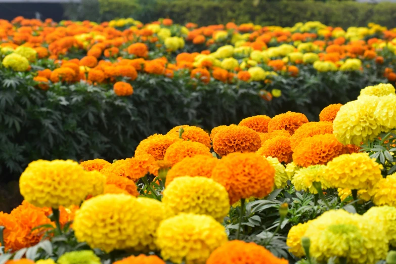 a field full of yellow and orange flowers, by Elizabeth Durack, pexels, in bloom greenhouse, bangalore, festivals, getty images