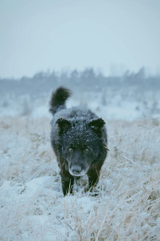 a black dog standing on top of a snow covered field