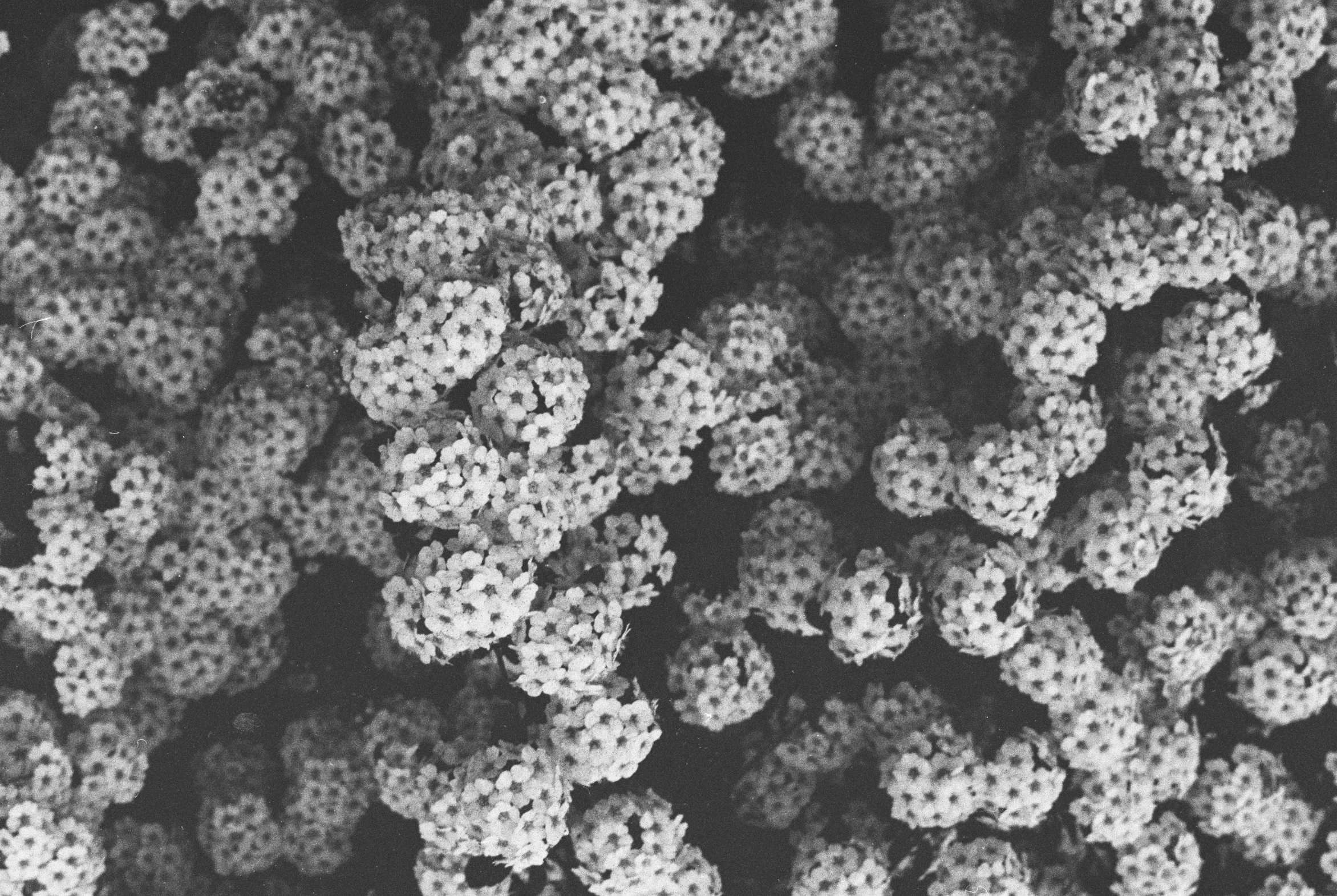 a black and white photo of a bunch of flowers, a microscopic photo, by Karl Buesgen, pexels, pointillism, berries inside structure, bumps, sickness, cellshaded