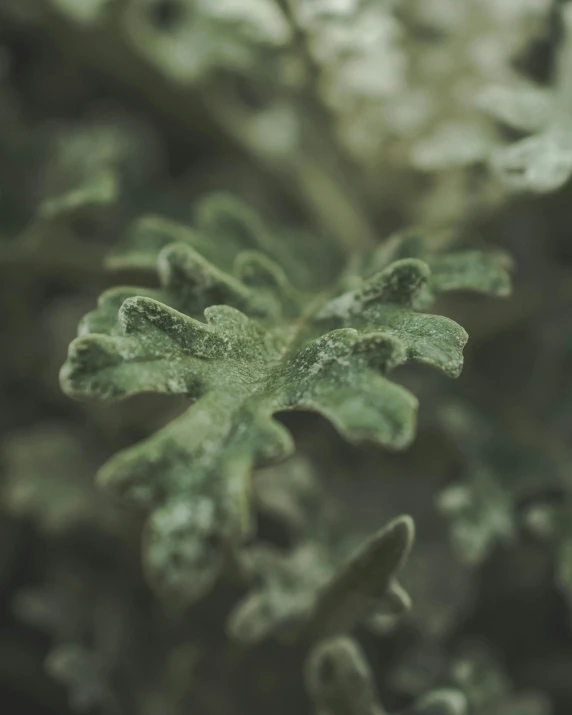 a close up of a plant with water droplets on it, trending on pexels, australian tonalism, lichen, acanthus, alessio albi, made of leaves