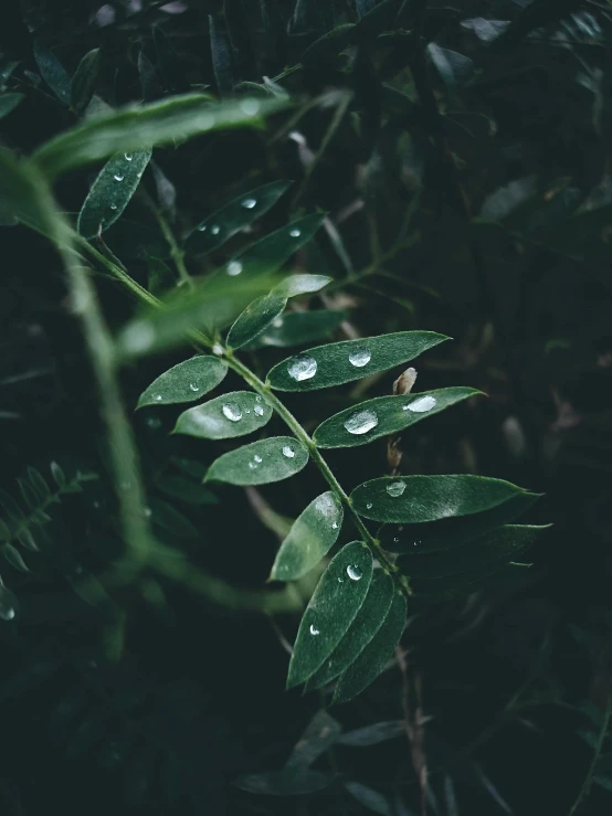 green leaves with water drops on them, inspired by Elsa Bleda, trending on pexels, lo fi, chillhop, multiple stories, melancholy