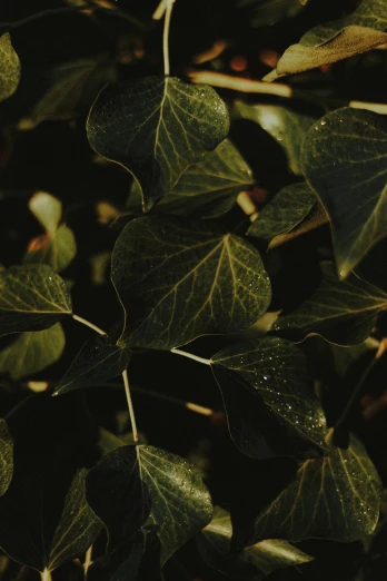 a close up of a plant with green leaves, dark hues, ignant, patterned, ivy's