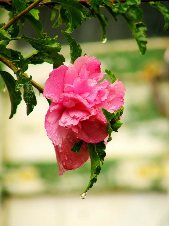 a pink flower with water droplets on it, raining outside the cafe, fresh from the printer, flowering vines, mundane