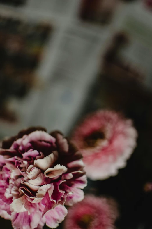 a bunch of pink flowers sitting on top of a table, unsplash, dark and intricate photograph, muted background, full frame image, color image