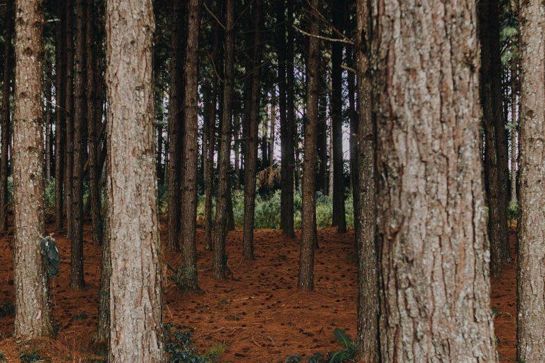 a forest filled with lots of tall trees, inspired by Elsa Bleda, unsplash contest winner, land art, ((trees))