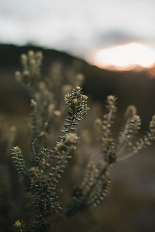 a close up of a plant with the sun in the background, by Anna Boch, trending on unsplash, australian tonalism, manuka, mountain plants, soft light - n 9, high quality photo