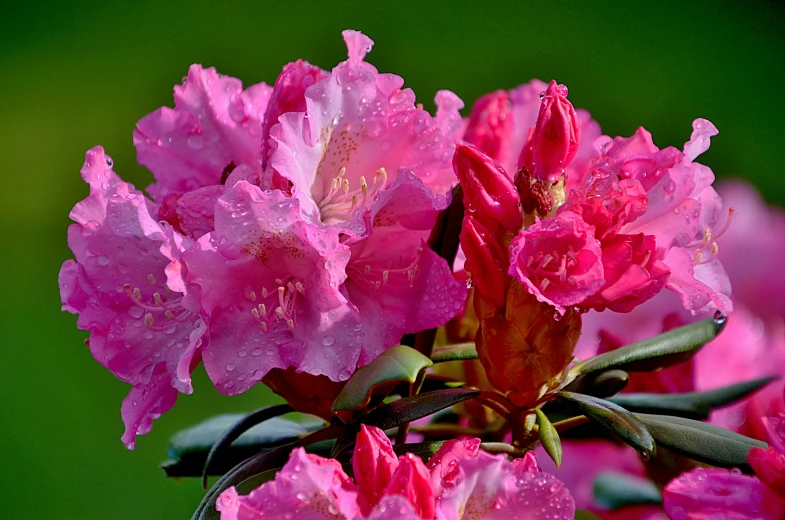 a close up of a bunch of pink flowers, a portrait, inspired by Hirosada II, unsplash, paul barson, vibrant foliage, after rain, red blooming flowers