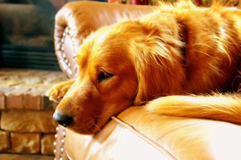 a large brown dog laying on top of a leather couch, by Nancy Spero, pixabay, renaissance, golden retriever, warm coloured, slightly overexposed, comforting