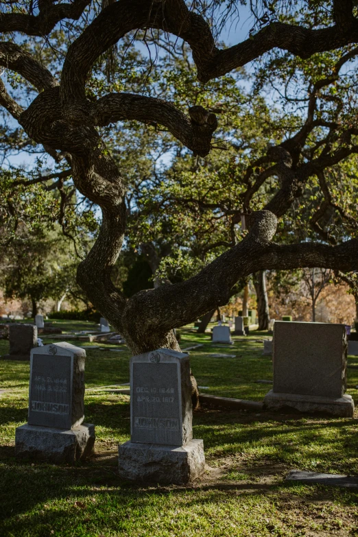 a group of tombstones sitting under a tree in a cemetery, bryan sola, tall broad oaks, hanging, view