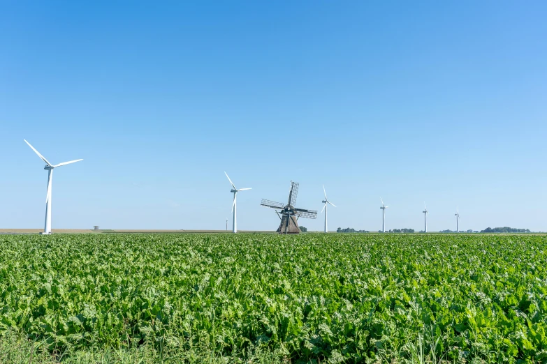 a field of corn with windmills in the background, a picture, by Andries Stock, pexels contest winner, clear blue skies, greens and blues, high resolution photo, an abandoned