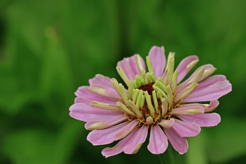 a pink flower with green leaves in the background, by Jan Rustem, unsplash, high definition photo, purple and green, highly ornamental, shot on sony a 7