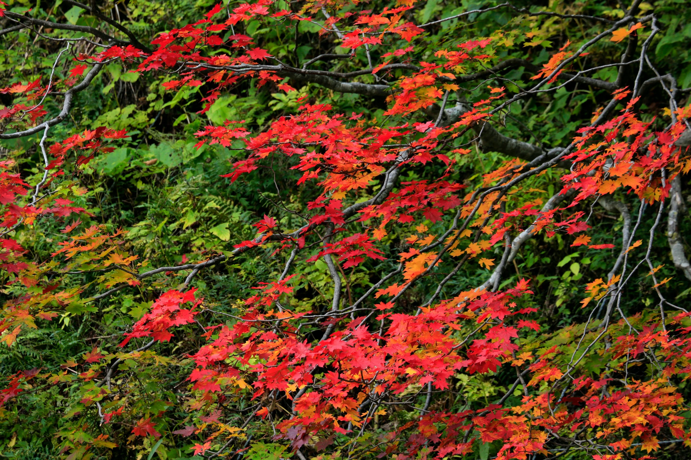 a red fire hydrant sitting next to a lush green forest, by Tadashige Ono, sōsaku hanga, hair becoming autumn red leaves, wall, an orgy of colorful, !!natural beauty!!