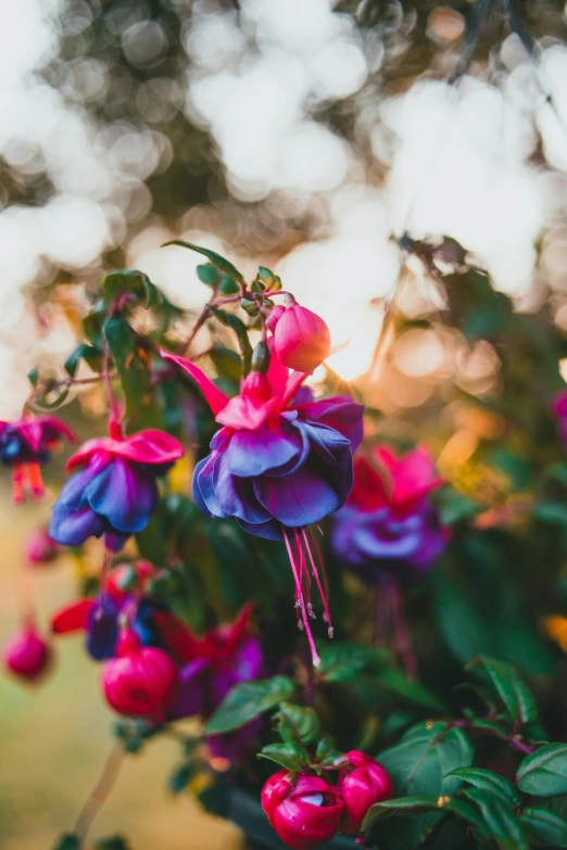 a bunch of fuchs hanging from a tree, unsplash, romanticism, fuchsia and blue, cottagecore flower garden, sun setting, strong bokeh