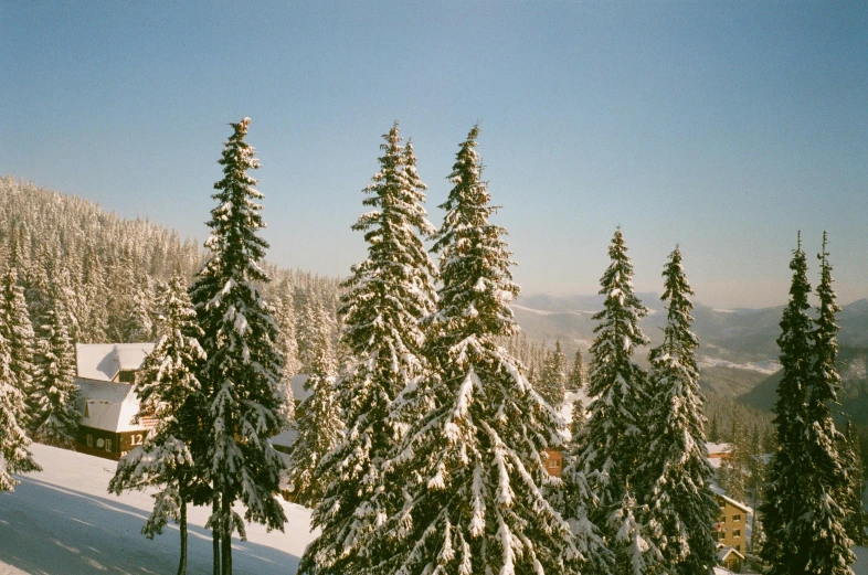 a group of pine trees sitting on top of a snow covered slope, kodak portra, fan favorite, conde nast traveler photo