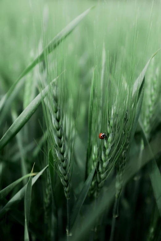 a ladybug sitting on top of a green plant, by Adam Marczyński, pexels contest winner, precisionism, walking through a field of wheat, malt, 1960s color photograph, ilustration