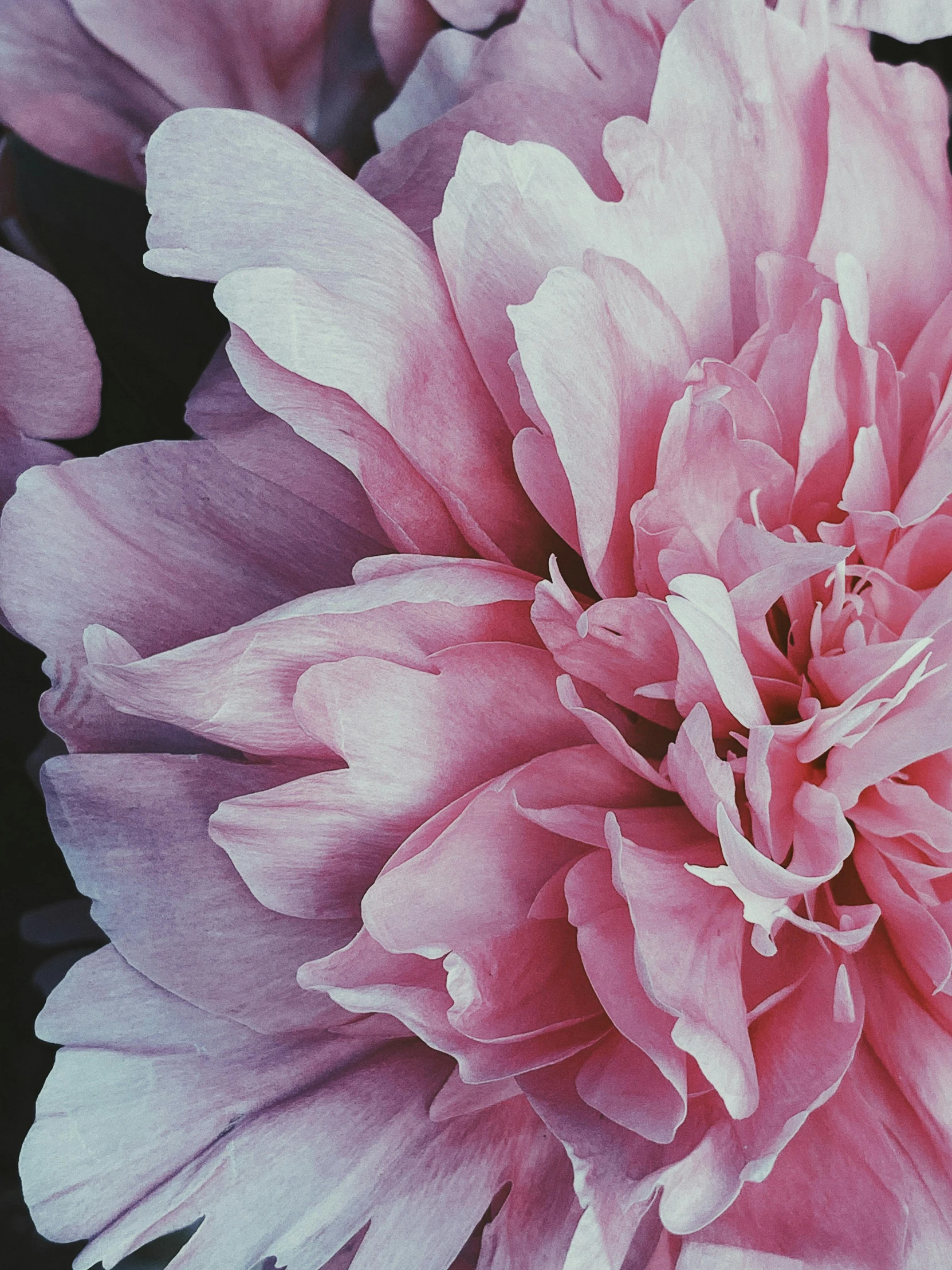 a close up of a pink flower on a black background, by Carey Morris, trending on unsplash, hyperrealism, instagram story, petra collins, peony flowers, medium-format print