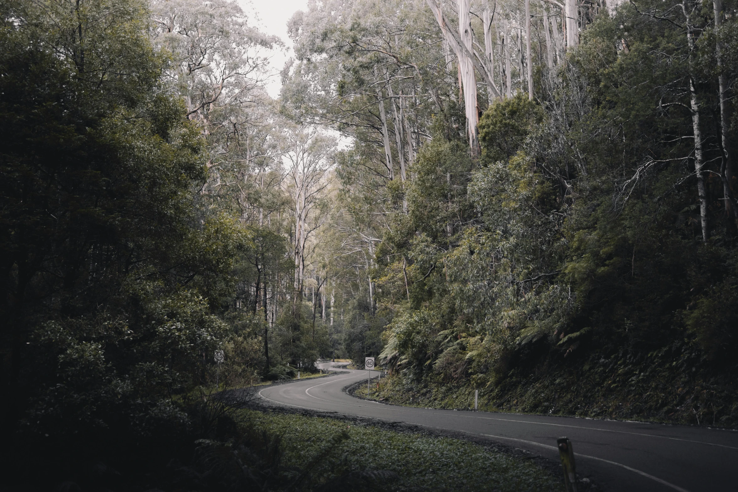 a winding road in the middle of a forest, unsplash contest winner, australian tonalism, taken in the 2000s, detailed trees and cliffs, gray skies, jenny seville