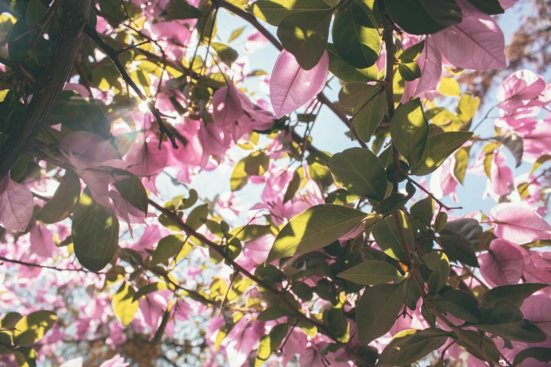 a close up of a tree with pink flowers, unsplash, happening, sun shining through the leaves, shot onfilm, canopy, multicoloured