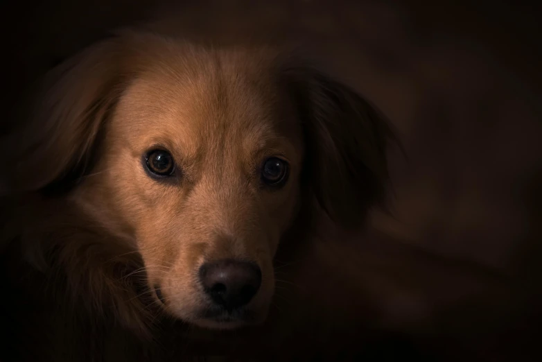 a close up of a dog looking at the camera, a portrait, pexels contest winner, dramatic light 8 k, slightly golden, dusty light, aussie