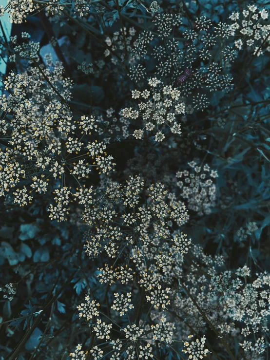 a close up of a plant with white flowers, inspired by Elsa Bleda, generative art, dark blue tones, hyperrealistic”