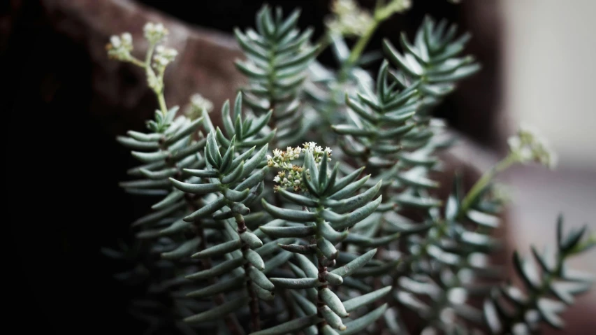 a close up of a plant with green leaves, unsplash, hurufiyya, mediumslateblue flowers, protophyta, spruce trees, grey