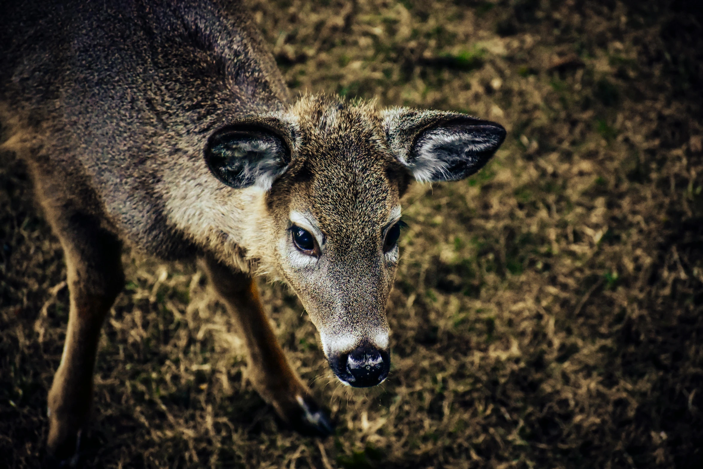 a deer that is standing in the grass, a photo, unsplash, renaissance, portrait of a sharp eyed, 2000s photo