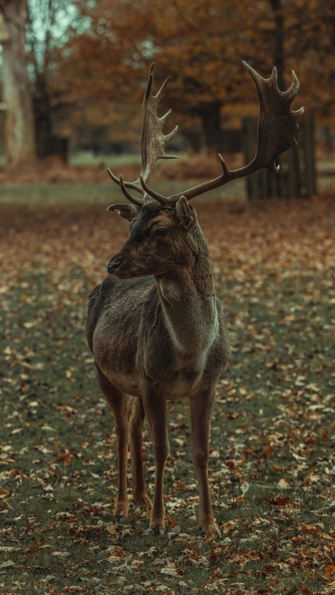 a deer that is standing in the grass