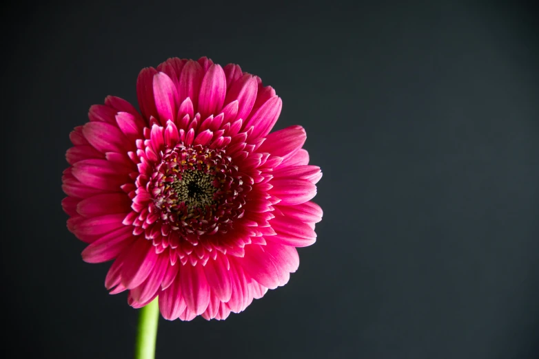 a close up of a pink flower in a vase, an album cover, by Matthias Stom, pexels, chrysanthemum eos-1d, closeup - view, rectangle, high quality product photo