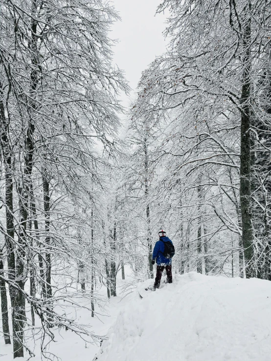 a man riding skis down a snow covered slope, a photo, inspired by Jan Müller, walking through the trees, on forest path, grey, birch