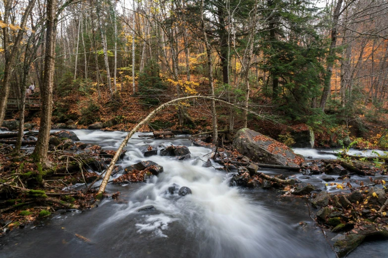 a stream running through a forest filled with lots of trees, by Greg Rutkowski, pexels contest winner, quebec, 2 5 6 x 2 5 6 pixels, ultrawide shot, rapids